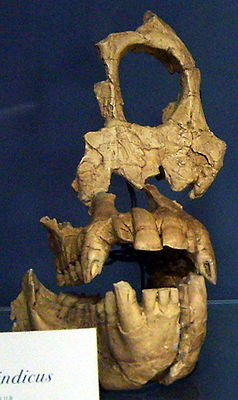 Schädelrest von Sivapithecus indicus im Pariser Muséum national d’histoire naturelle (Kopie)
