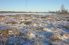 Ein gefrorenes Moor im Park