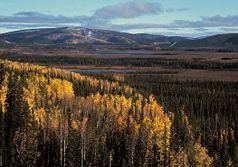 Herbstliche Landschaft im Tetlin NWR