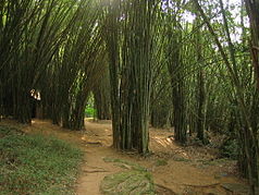 Nam Nao Nationalpark - Bambuswald