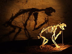 Skelett eines Beutellöwen (Thylacoleo carnifex) in der Victoria Fossil Cave im Naracoorte-Caves-Nationalpark