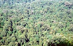 Subtropischer Regenwald im Toonumbar-Nationalpark