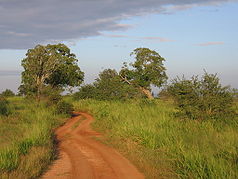 Der typische Lebensraum im Udawalawe-Nationalpark.