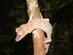 Endemischer Plattschwanzgecko (Uroplatus fimbriatus)