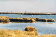 Feuchtgebiet im Coto de Doñana-Nationalpark