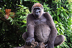Cross-River-Gorillas sind vom Aussterben bedroht.