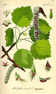 Zitter-Pappel (Populus tremula), Illustration