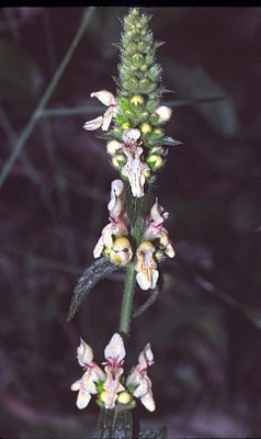 Aufrechter Ziest (Stachys recta)