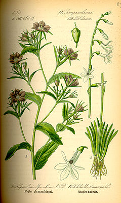 Illustration von Legousia speculum-veneris mit radiärsymmetrischen Blüten, und Lobelia dortmanna mit zygomorphen Blüten.