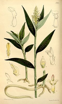Platythelys maculata