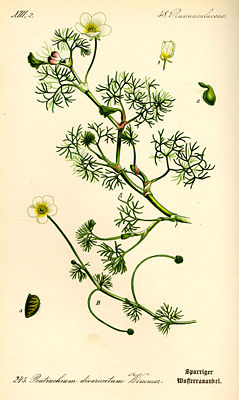Spreizender Wasserhahnenfuß (Ranunculus circinatus)
