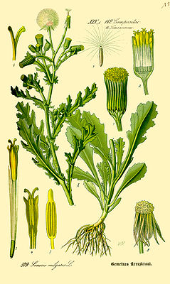 Gewöhnliches Greiskraut (Senecio vulgaris)