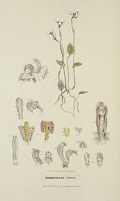Adenochilus nortoniiBildtafel 6 in:R. D. Fitzgeraldi: Australian Orchids (1882)