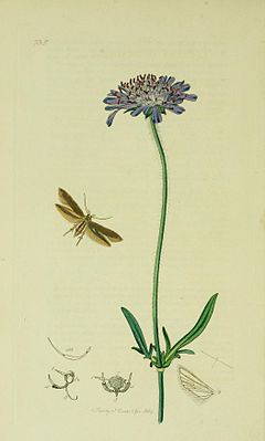 Mompha ochraceellaIllustration aus John Curtis British Entomology