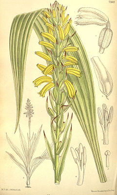 Neuwiedia veratrifolia (as Neuwiedia lindleyi) - Curtis' 120 (Ser. 3 no. 50) pl. 7368 (1894).jpg