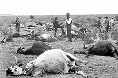 Schwarzweiß-Foto gestorbener Rinder