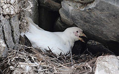 Foto eines Weißgesicht-Scheidenschnabels auf einem Nest