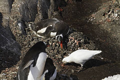 Foto eines Scheidenschnabels und drei Pinguinen