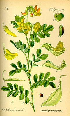 Gelber Blasenstrauch (Colutea arborescens)