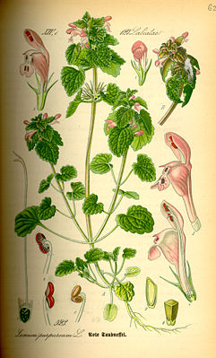 Taubnessel (Lamium purpureum), Illustration