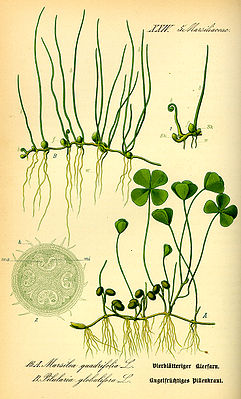 Pillenfarn (Pilularia globulifera; oben) und  Kleefarn (Marsilea quadrifolia; unten) - Illustration