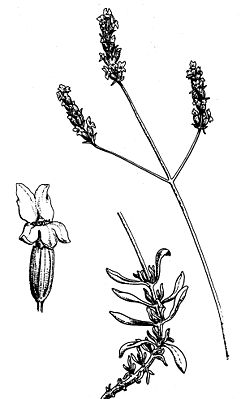 Zeichnung aus Fleurs, plantes et fruits von 1903