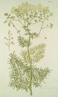 Glänzende Wiesenraute (Thalictrum lucidum), Illustration