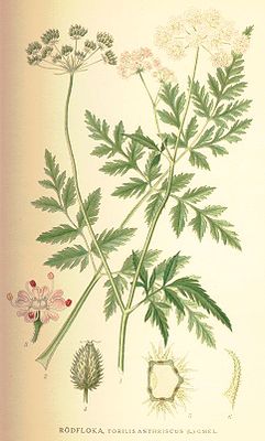 Gewöhnlicher Klettenkerbel (Torilis japonica)