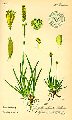 Gewöhnliche Simsenlilie (Tofieldia calyculata), Illustration