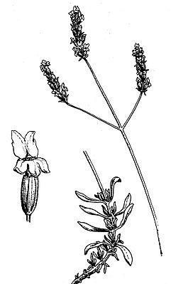 Zeichnung aus Fleurs, plantes et fruits von 1903