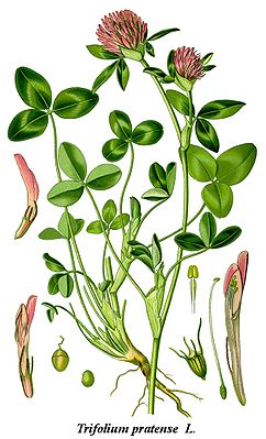 Wiesen-Klee (Trifolium pratense), die Typusart der Sektion