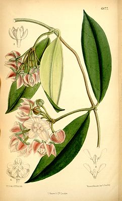 Hoya griffithii, Blütenstand