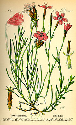 Karthäuser-Nelke (Dianthus carthusianorum) undHeide-Nelke (Dianthus deltoides)