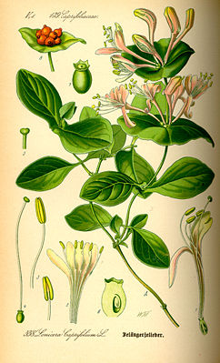 Wohlriechendes Geißblattoder Jelängerjelieber(Lonicera caprifolium)