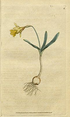 Narcissus minor