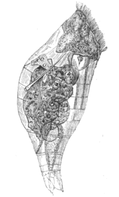leicht gestauchte Darstellung eines Proales daphnicola