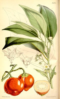 Menschenfressertomate (Solanum viride)
