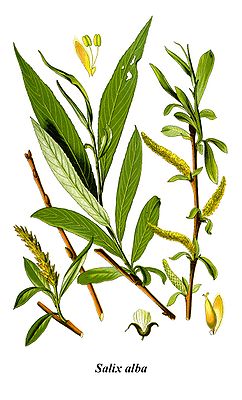 Silber-Weide (Salix alba)