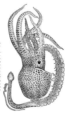 Tremoctopus violaceus5.jpg