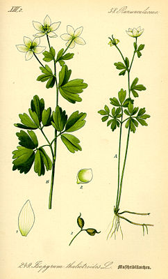 Wiesenrauten-Muschelblümchen (Isopyrum thalictroides), Illustration