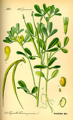 Bockshornklee (Trigonella foenum-graecum)