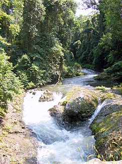 Allyn River im subtropischen Regenwald