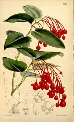 Berberidopsis corallina, Illustration.
