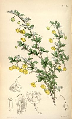 Zeichnung der Gefälligen Berberitze (Berberis concinna) aus Curtis' botanical magazine
