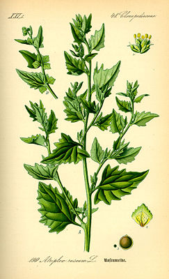 Rosen-Melde (Atriplex rosea)
