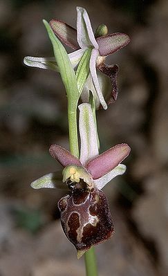 Tyrrhenische Ragwurz (Ophrys tyrrhena)