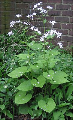 Ausdauerndes Silberblatt (Lunaria rediviva)