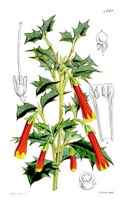 Desfontainia spinosa, Illustration.