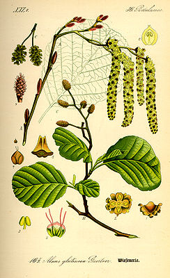 Schwarz-Erle (Alnus glutinosa), A Zweig mit blühenden männlichen Kätzchen, B Zweig mit Laubblättern und unreifen Fruchtständen, C reife Fruchtstände, 4 weiblicher Blütenstand, 5 weibliche Blüten,