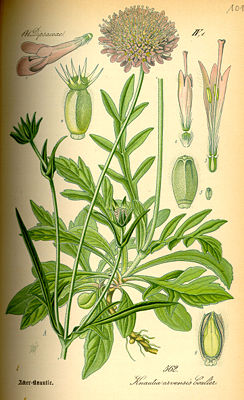 Wiesen-Witwenblume (Knautia arvensis), Illustration